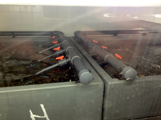 lobster tanks at burger & lobster