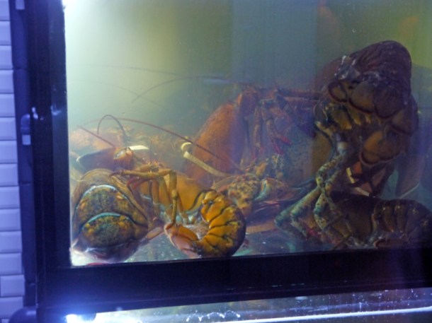 lobster tank at burger and lobster dean street
