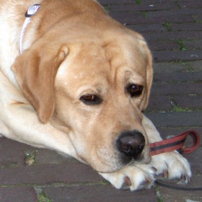 What is The Curious Canine Kitchen hiding?