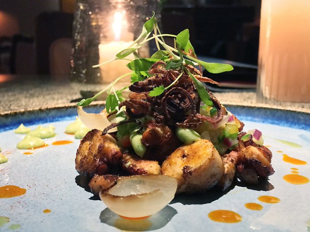 octopus at ella canta